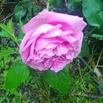 Tammy Mooneyham Bittner - @tamlbit - Instagram
