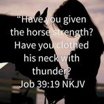 Tammy Blakely - @healingreinsranch - Instagram