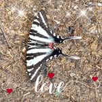 Tammy Blatt - @rebelford70 - Instagram