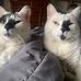 Tammy Bodnar - Facebook