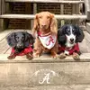 tammybonhambailey - @tammybonhambailey - TikTok