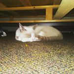 💓 💓Pebbles💓💓 - @tammy_bonner_101 - Instagram