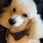 Tammy Boothe - @tammy66488 - Instagram
