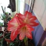 Tammy Bouchard - @bouchardtammy5 - Instagram