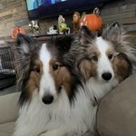 Tammy Seibert Bouchard - @jeganshadow - Instagram