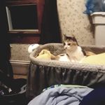 Tammy Boucher - @bouchertammy136 - Instagram