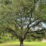 Tammy Boulware Adams - @tammyadams0330 - Instagram
