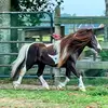 TBowlingFarm - @tammybowling720 - TikTok