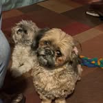 Tammy Shortridge-Boyes - @tammyboyes66 - Instagram