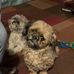 Tammy Shortridge-Boyes - Facebook