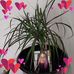 Tammy Branham - Facebook