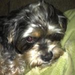 Tammy Davidson Brant - @tbrant007 - Instagram