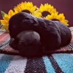 Rustic Sunflower Pugs - @tammybratcher123 - Instagram