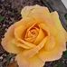 Tammy Brawner - Facebook