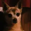 tammybuntingmorel - @tammybuntingmorel - TikTok