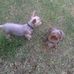 Tammy Butcher - Facebook