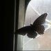 Tammy Carlin - Facebook