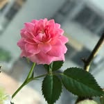 Tammy Chang - @tammychang7 - Instagram