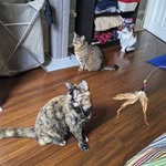 Tammy, Chicka and Maggie - @tammychickaandmaggie - Instagram