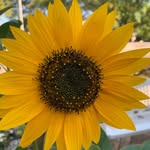 Tammy LC - @chiverstammy - Instagram
