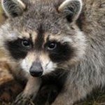 Tammy Coon - @moosette10 - Instagram