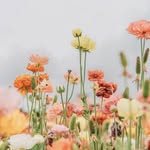 Tammy Corey - @tammycorey2 - Instagram