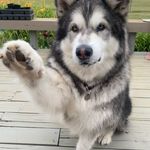 Tammy Covill - @tammycovill - Instagram