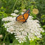 Tammy Craft - @tammy.craft.65 - Instagram