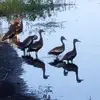 Tammy Crenshaw - @tammy.crenshaw4 - TikTok