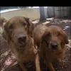 Tammy'sGoldens - @tammycribb - TikTok