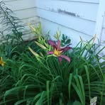 Tammy Cronk - Facebook