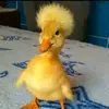 Tammy Dew533 - @duckybestduck - TikTok