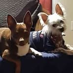 Tammy Dewitt - Facebook