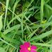 Tammy Dills - Facebook