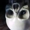 Tammy dollar - @tammydollar13 - TikTok