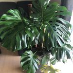 Tammy Dougherty - @tlcdougherty - Instagram