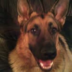 Tammy Downing - @shilo_lakota_gsd - Instagram
