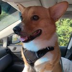 Tammy Duryea Sherman - @bennysvintagefinds - Instagram