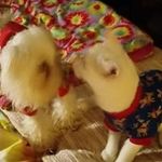 Tammy T Eanes - @tammy.eanes2013 - Instagram