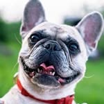 Tammy Edgar - @happytails_petsupplies - Instagram