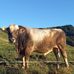 Tamara Enz - Facebook