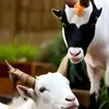 eunicectammyb - @eunicectammyb - TikTok