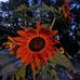 Tammy Faust - Facebook
