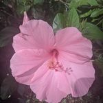 Tammy Flora - @tammydee62aolcom - Instagram
