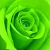 Tammy Forester - Facebook