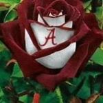 Tammy Franks Randolph - @tammyfranksrandolph - Instagram