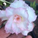 Tammy Gardiner - @tammyngard - Instagram