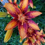 Tammy Gingerich - @gingerichtammy - Instagram