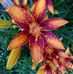 Tammy Gingerich - Facebook