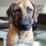 Nero - @tammygottwald - Instagram